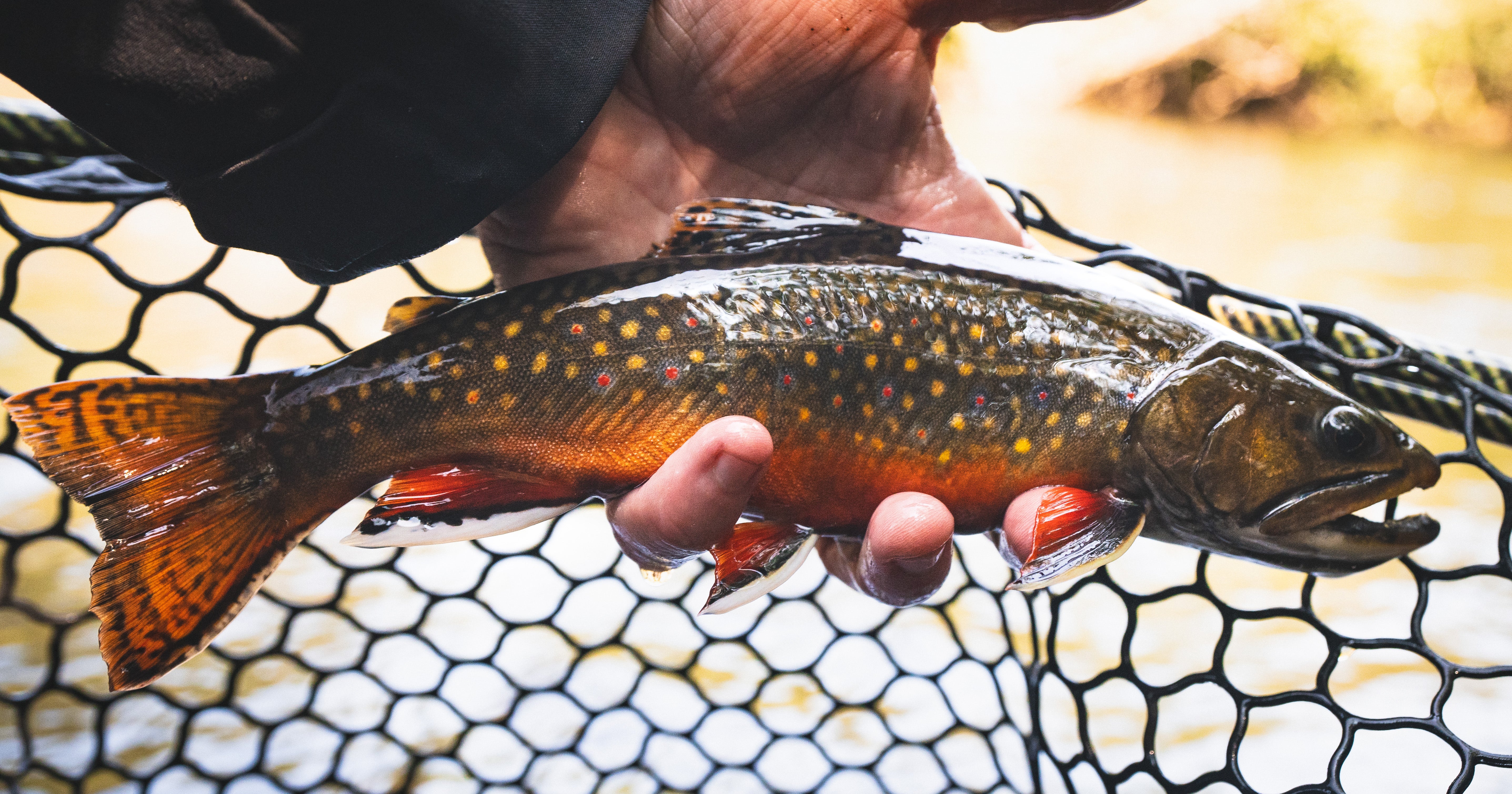 Anatomy Of A Trout Net - Fly Fishing Journeys
