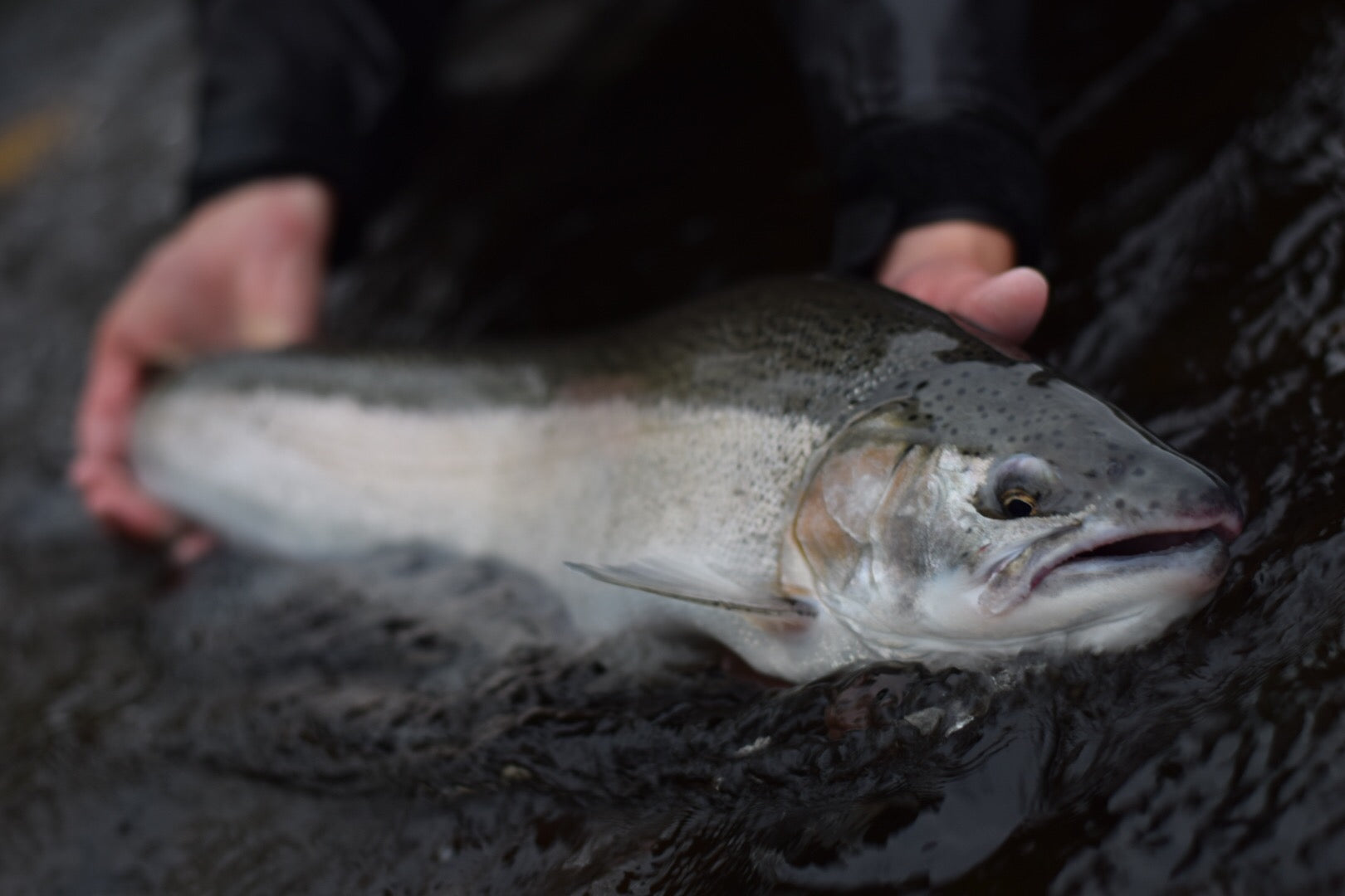 Tips, Flies, and Setups for Targeting Great Lakes Steelhead and Trout