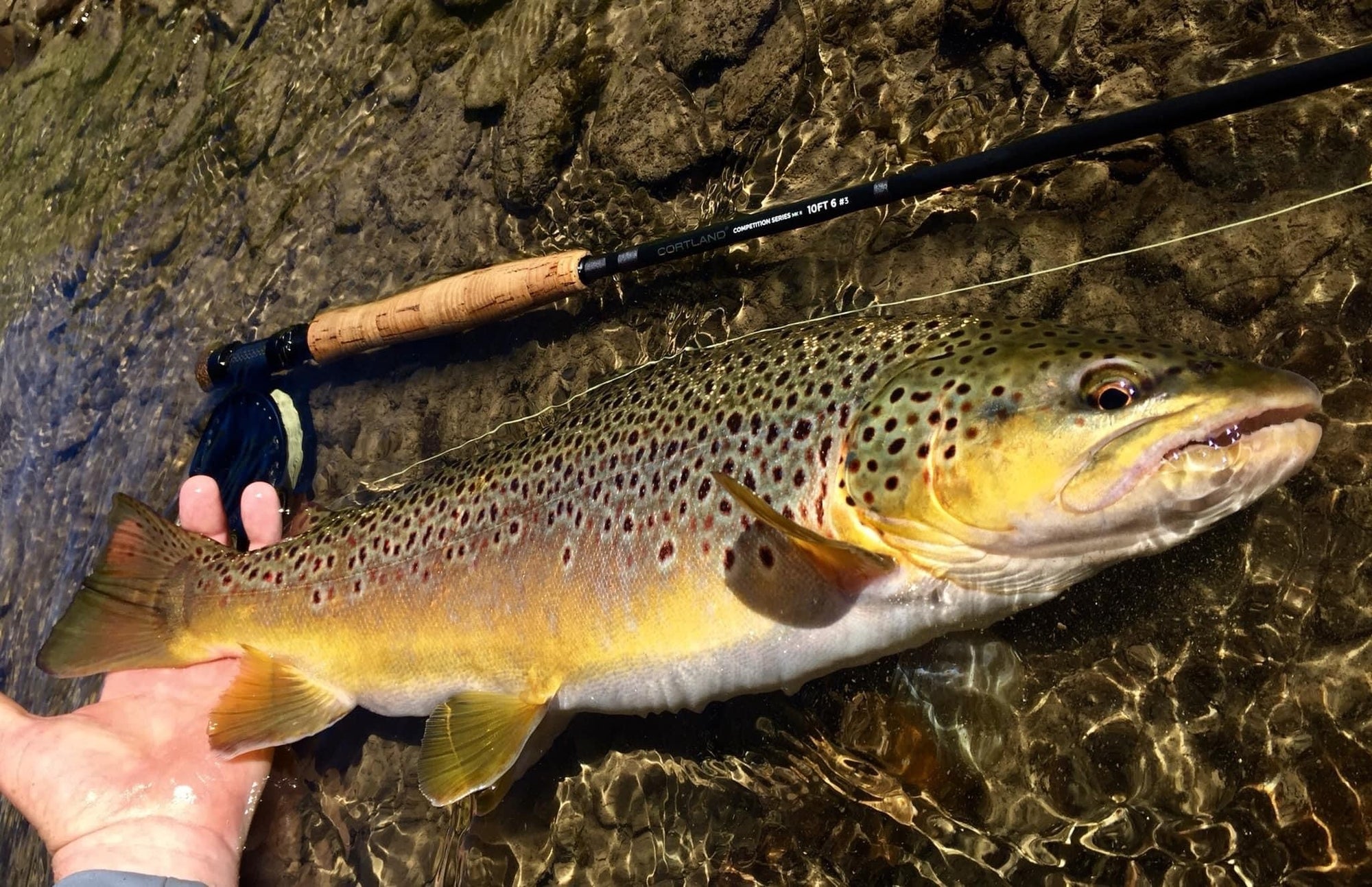 Competition MKII Series Fly Rod - Euro Style Nymphing – Cortland Line  Company